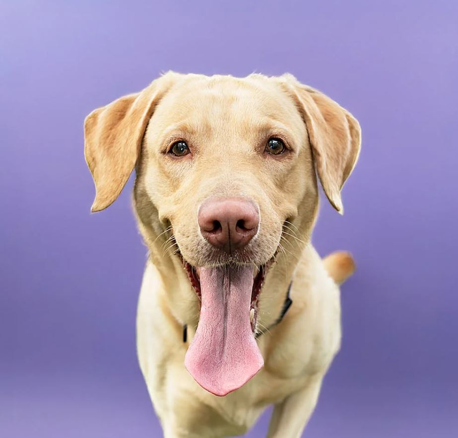 לברדור רטריבר – Labrador Retriever