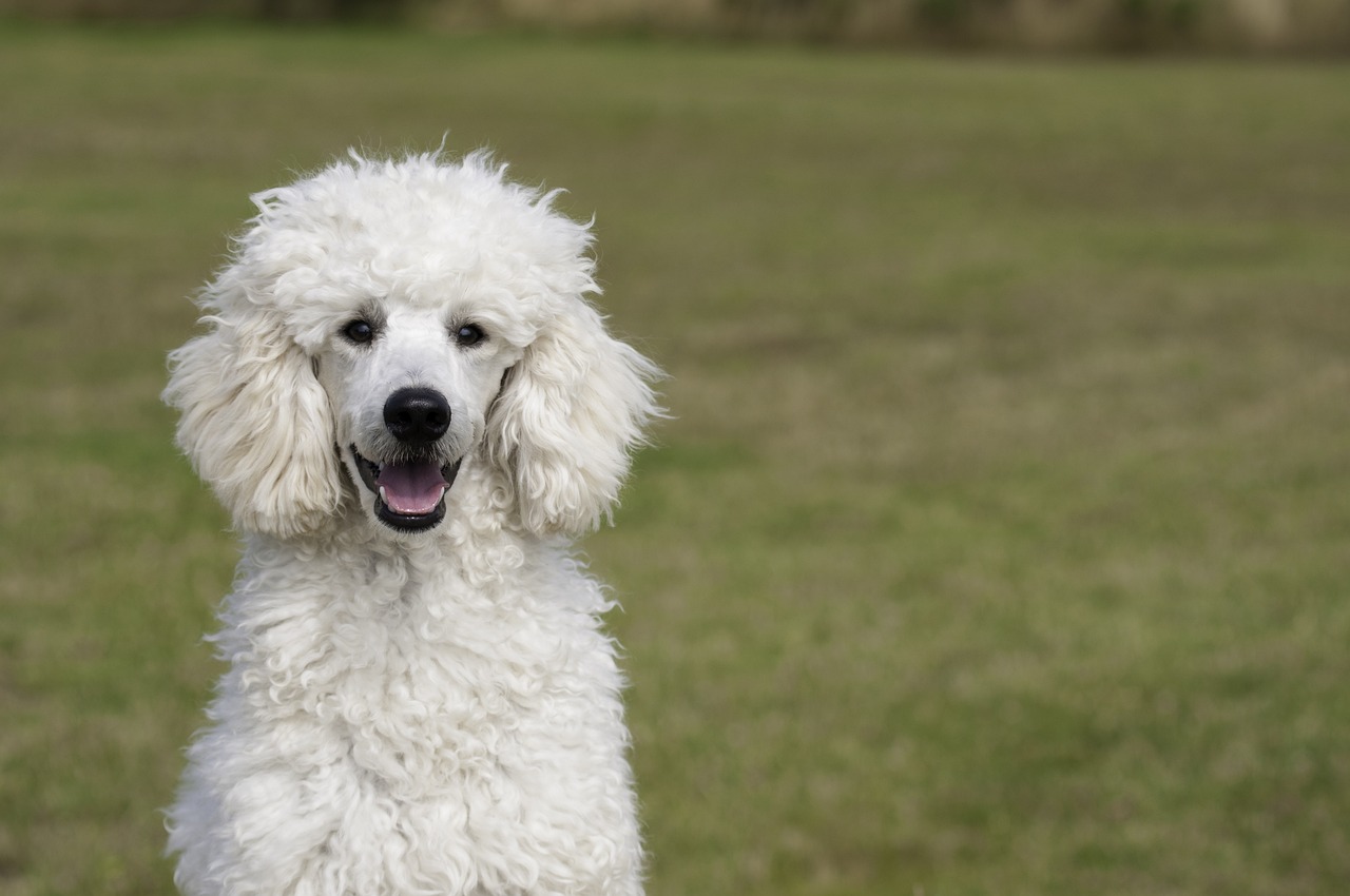 פודל – Poodle (Standard)