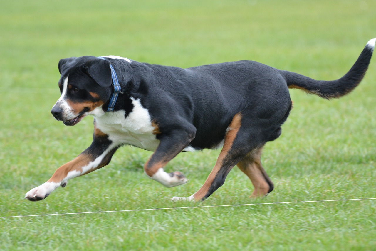כלב הרים שוויצרי גדול – Greater Swiss Mountain Dog