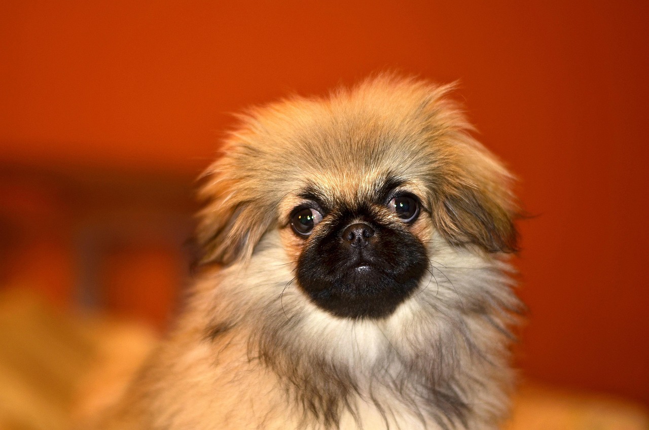 פקינז – Pekingese
