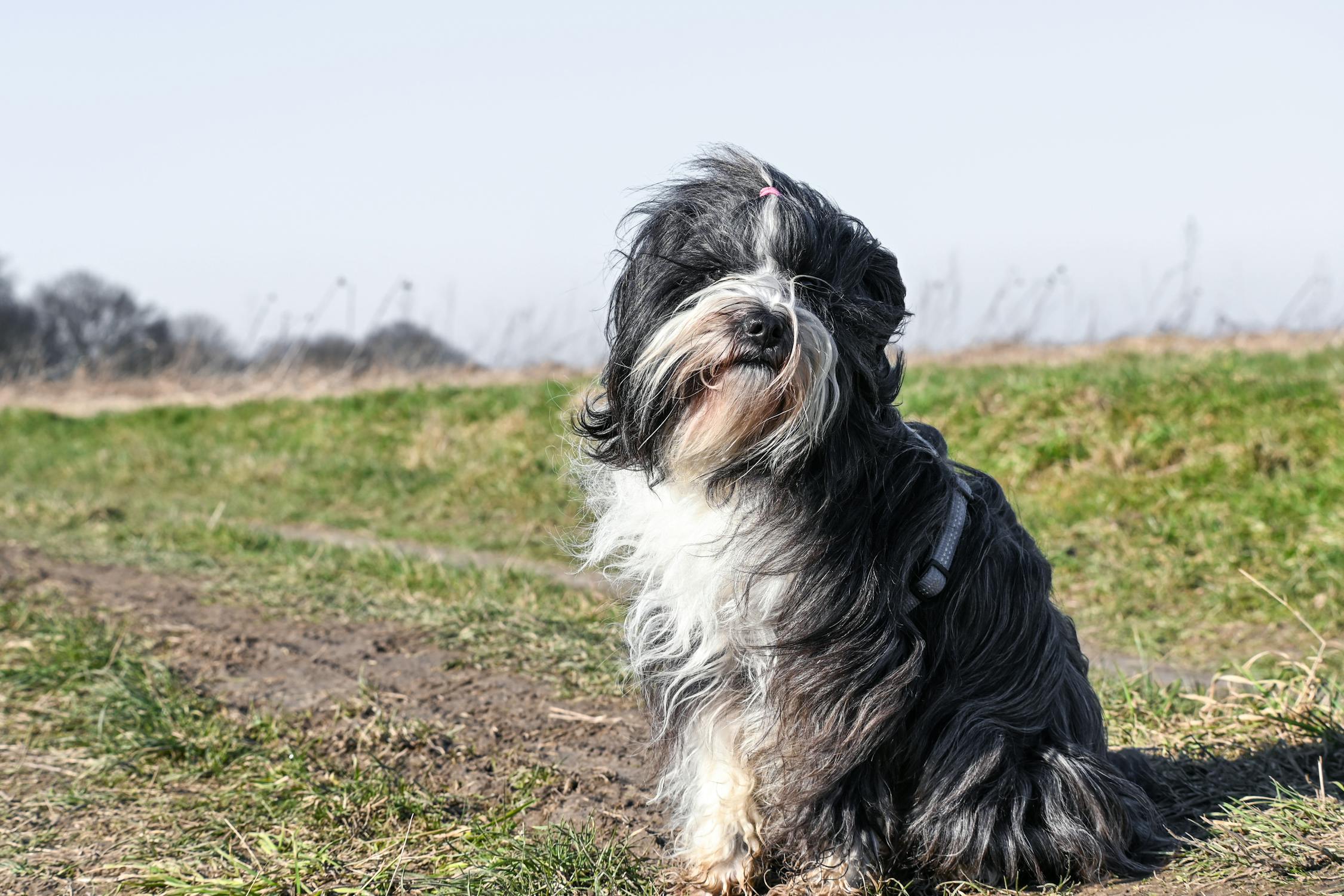 טרייר טיבטי – Tibetan Terrier