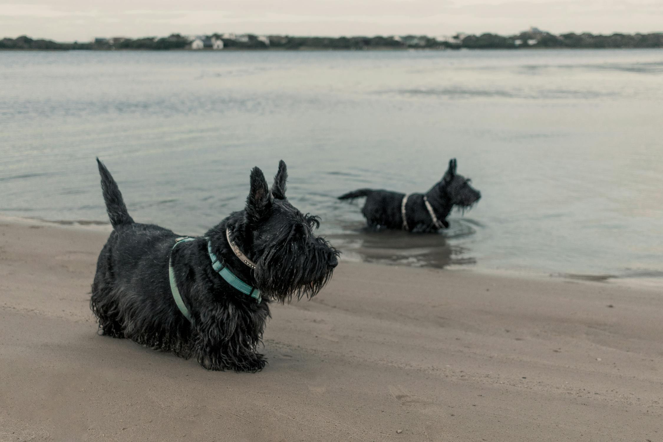 סקוטיש טרייר – Scottish Terrier