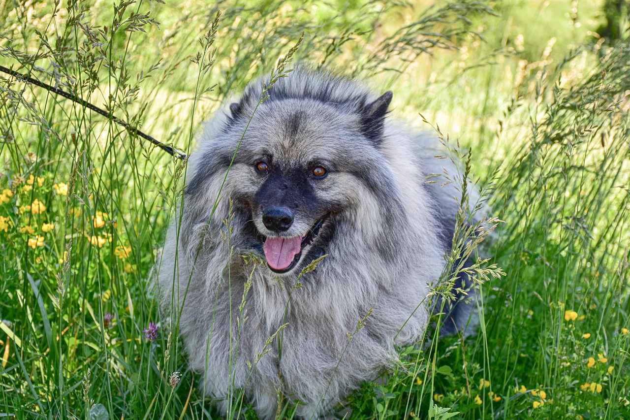 קייסהונד – Keeshond