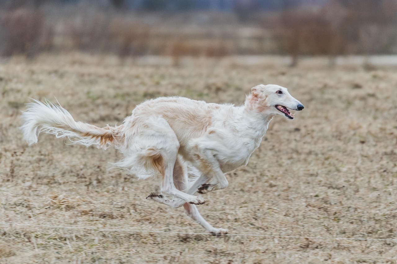 בורזוי – Borzoi