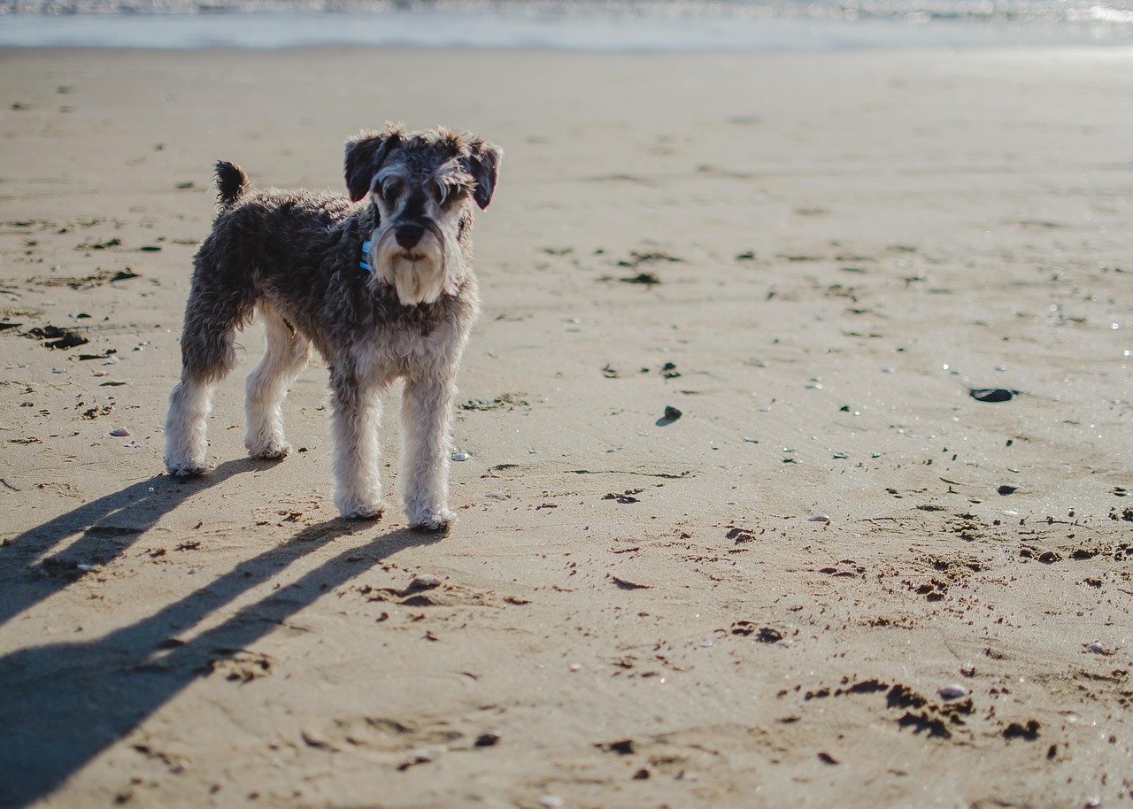שנאוצר בינוני – Standard Schnauzer