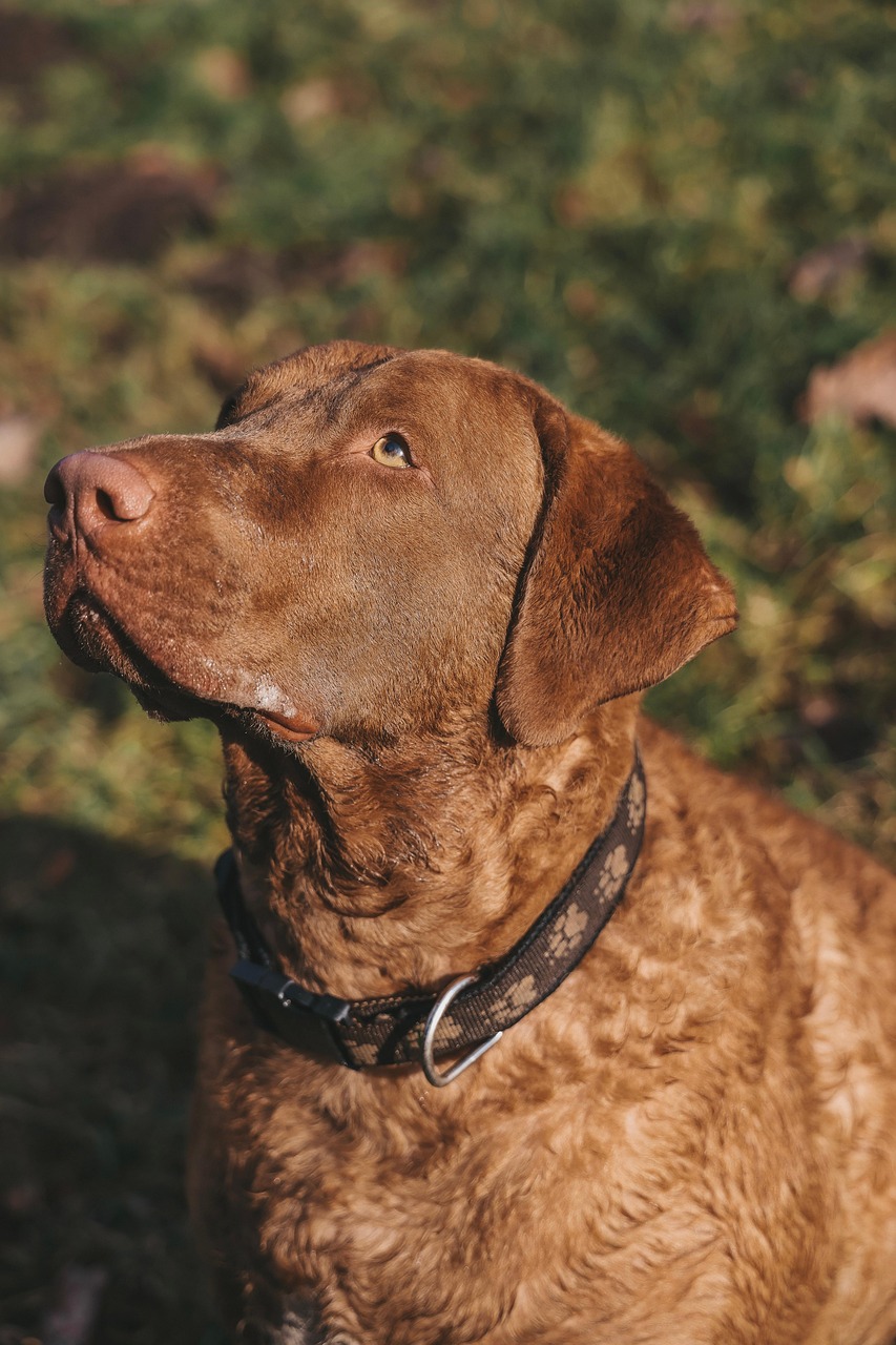 צ'ספיק ביי רטריבר – Chesapeake Bay Retriever