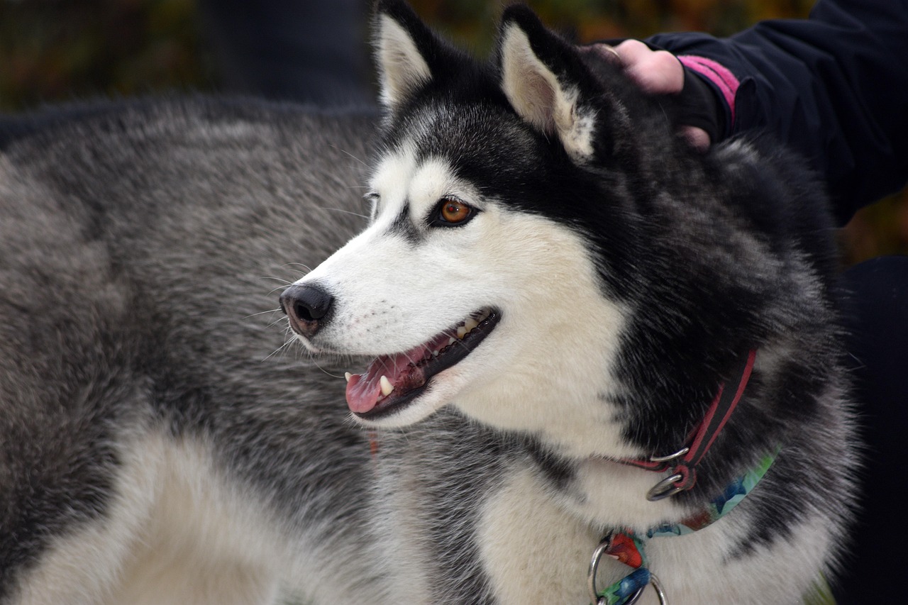האסקי סיבירי – Siberian Husky