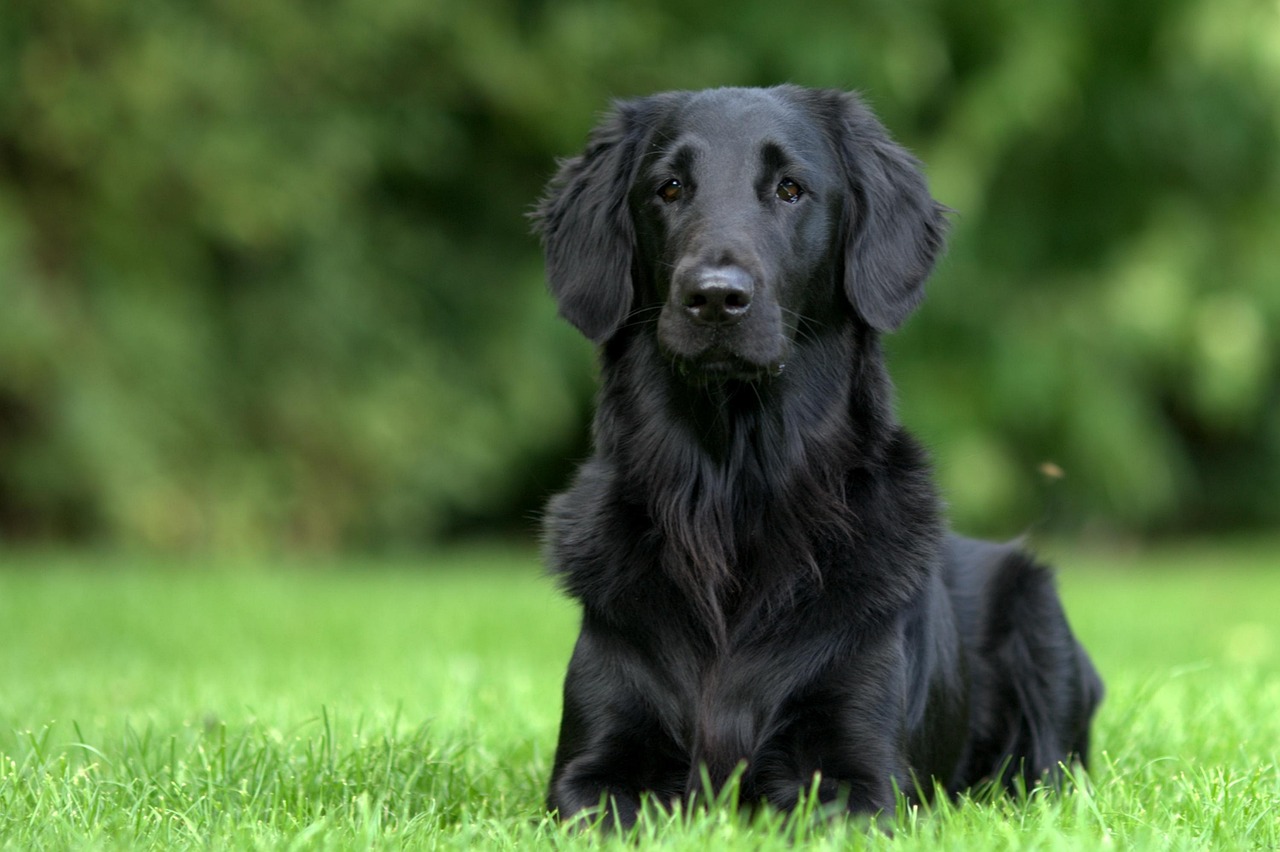 רטריבר חלק שיער – Flat Coated Retriever