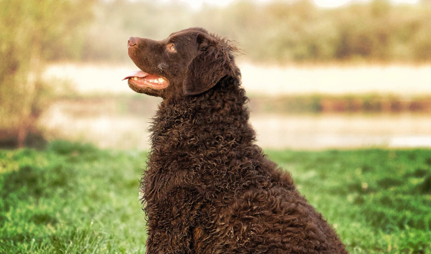 רטריבר מתולתל – Curly Coated Retriever