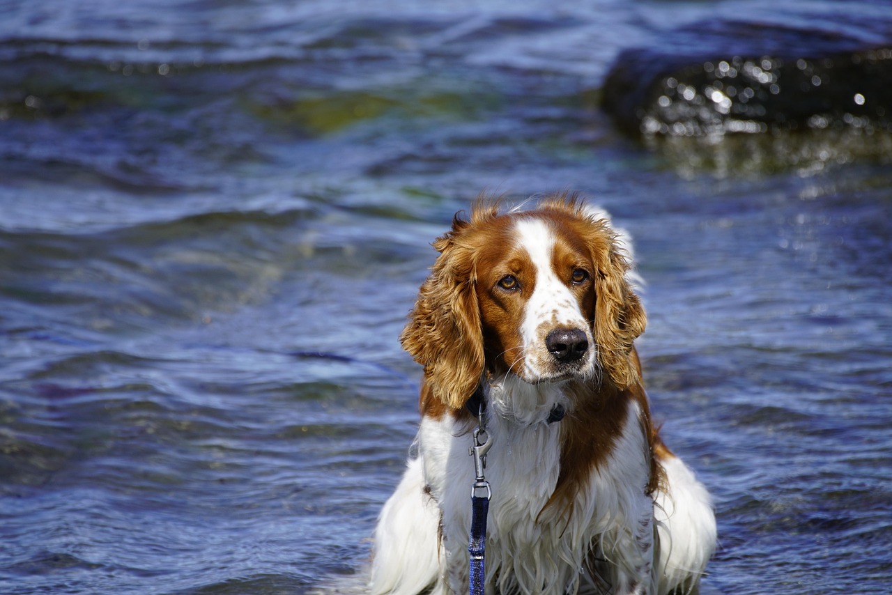 וולש ספרינגר ספניאל – Welsh Springer Spaniel