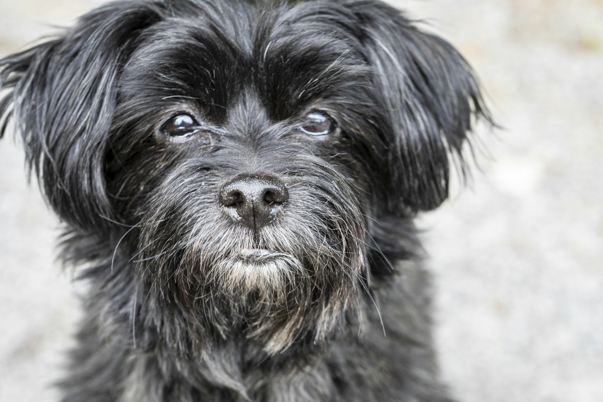 אפנפינצ'ר – Affenpinscher