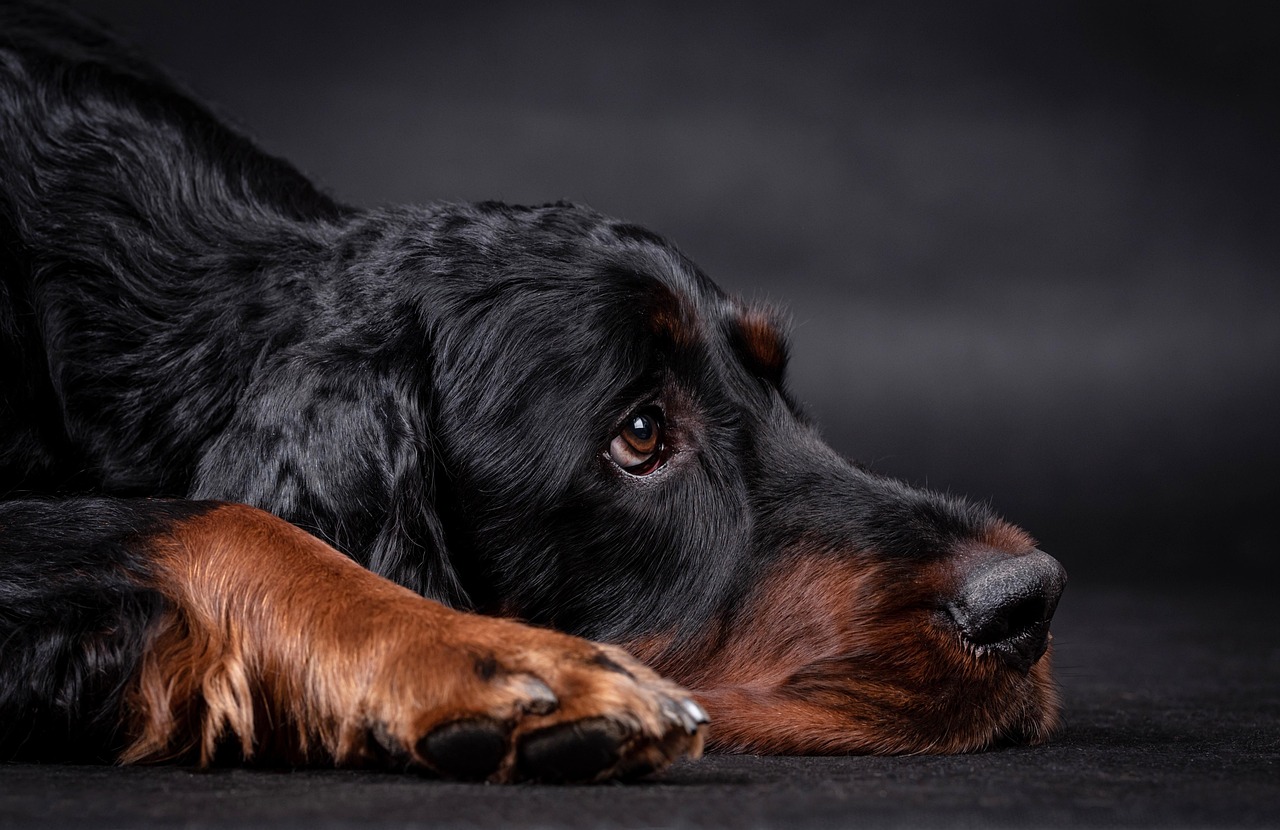 גורדון סטר – Gordon Setter
