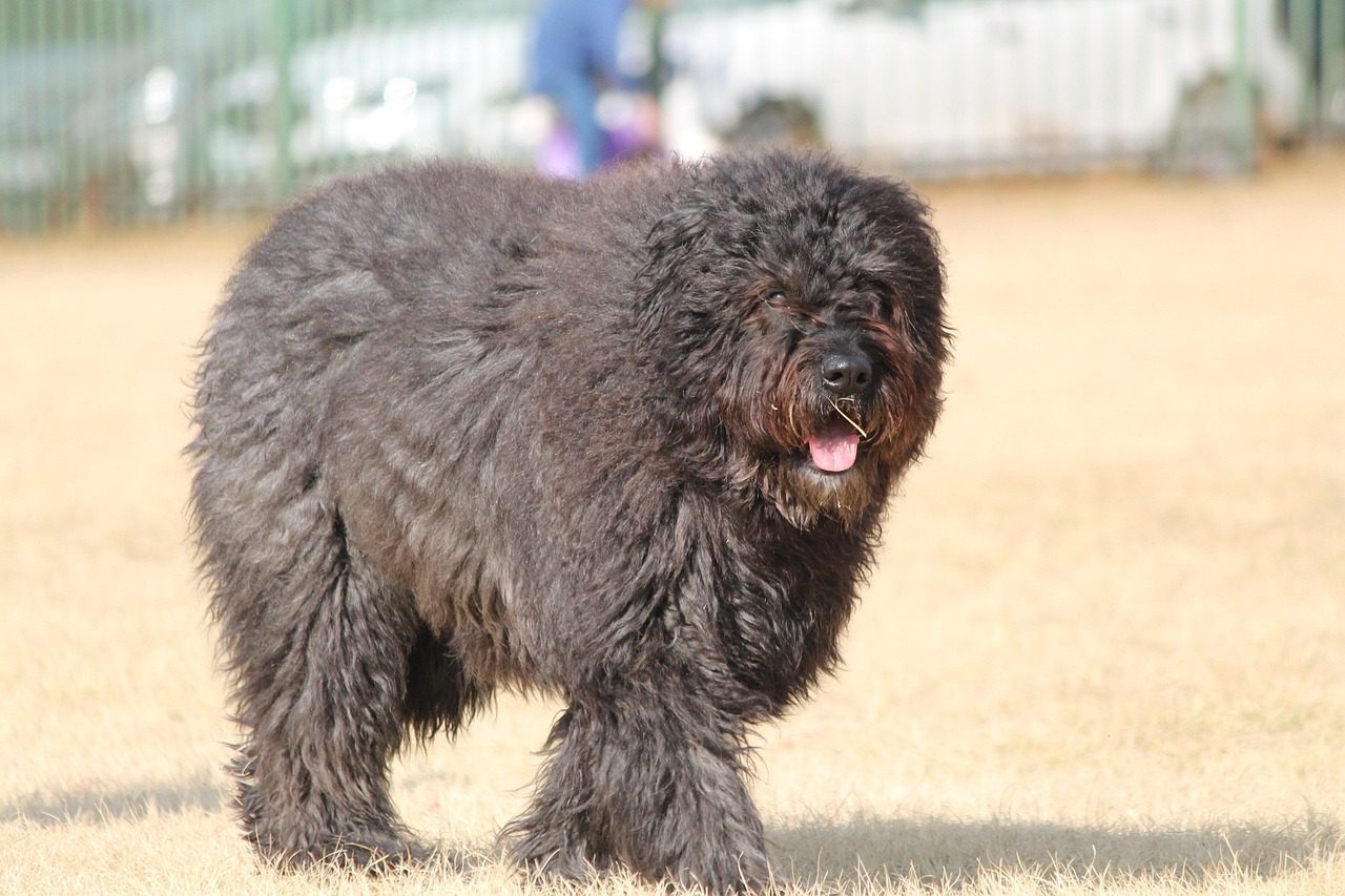 בוביה דה פלאנדר – Bouvier Des Flandres