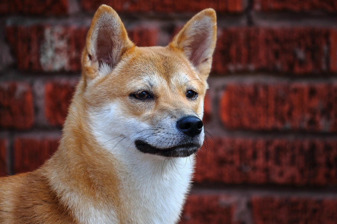 שיבה אינו – Shiba Inu