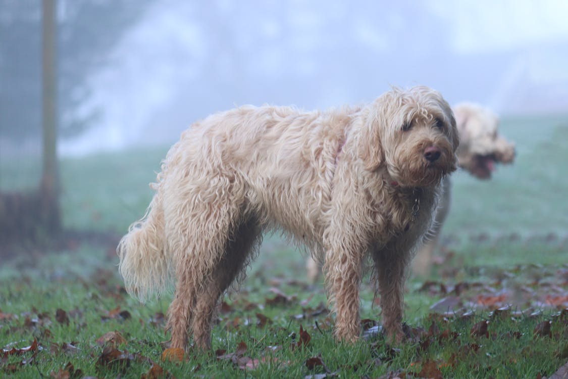 אוטרהאונד – Otterhound