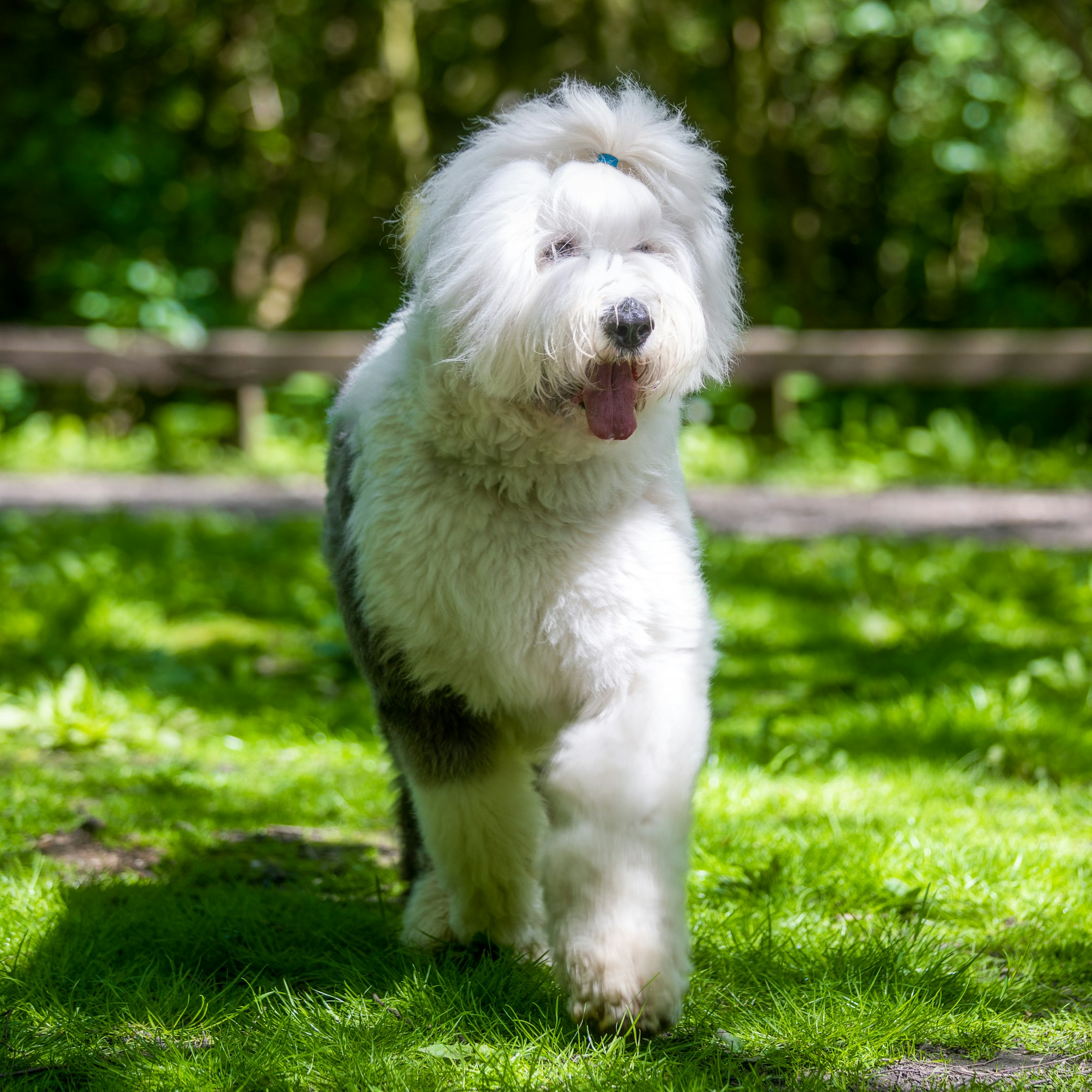 כלב צאן אנגלי עתיק – Old English Sheepdog