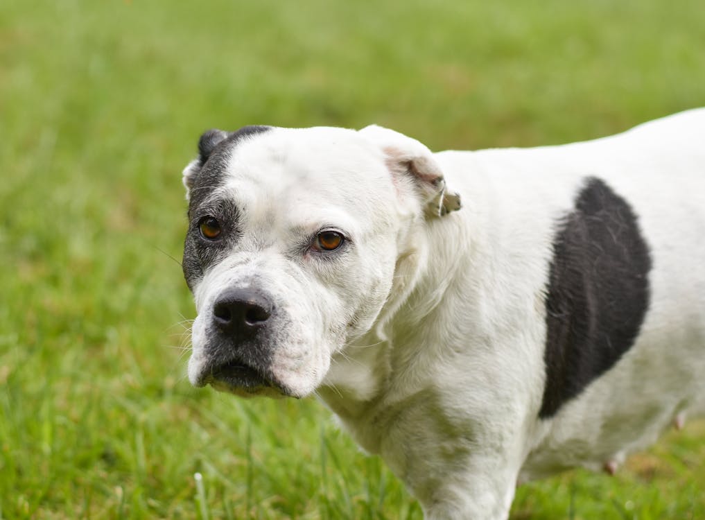 בולדוג אמריקאי – American Bulldog