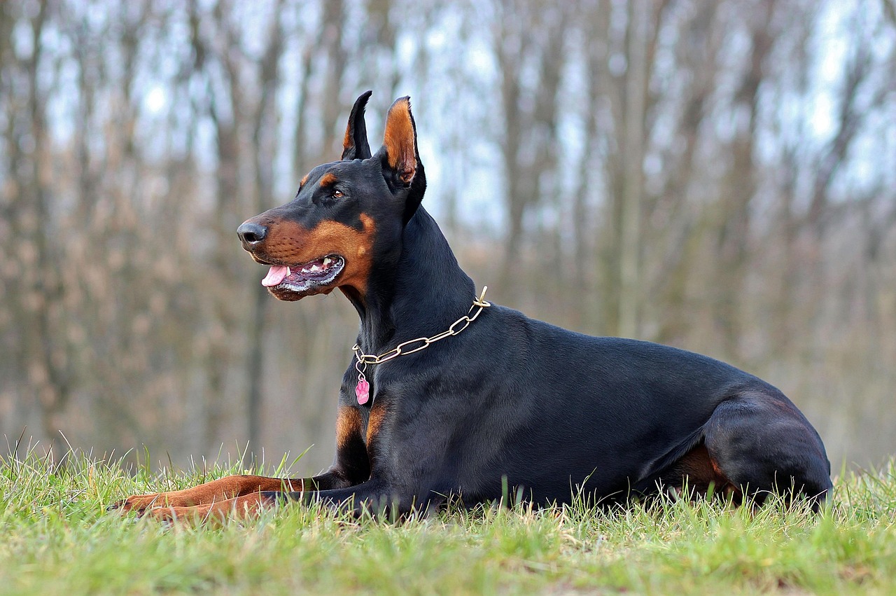 דוברמן – Dobermann