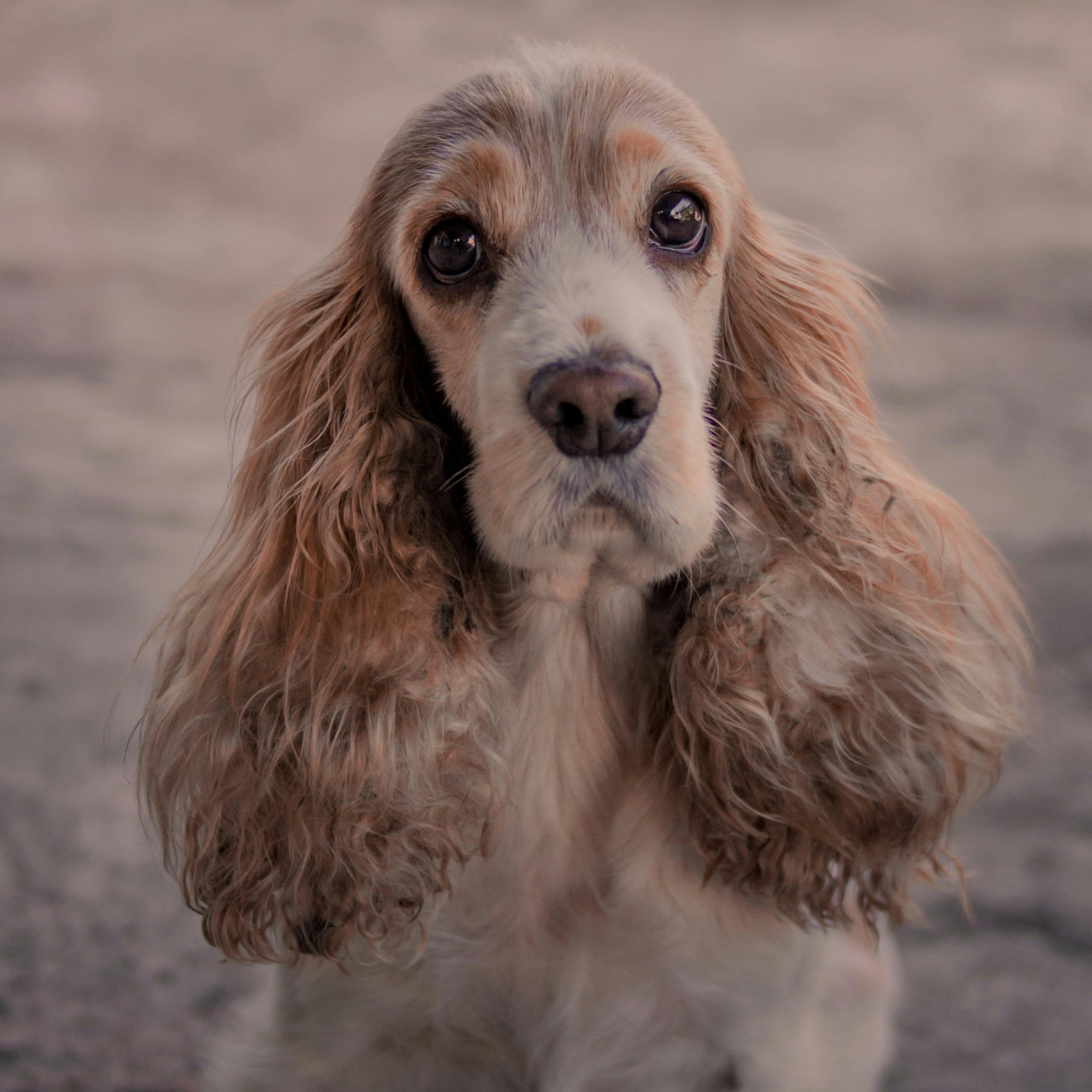 קוקר ספניאל אמריקאי – American Cocker Spaniel