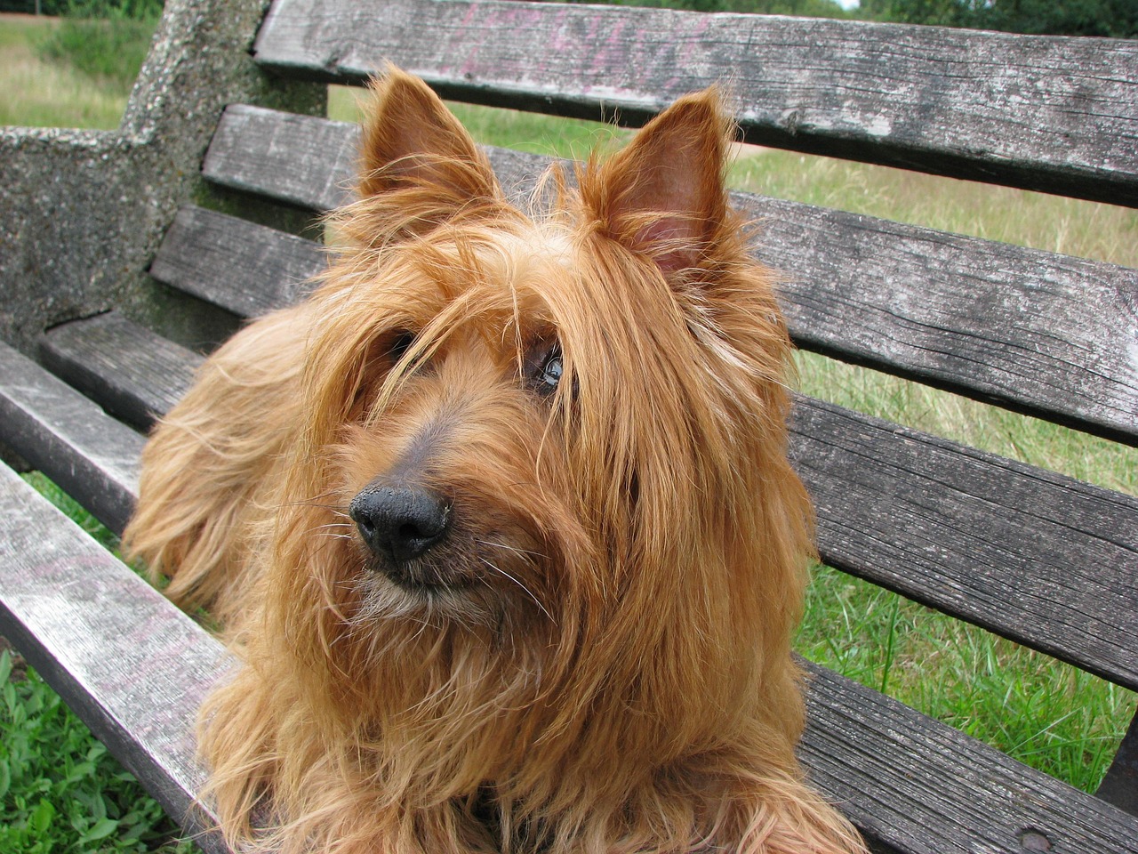 טרייר אוסטרלי – Australian Terrier
