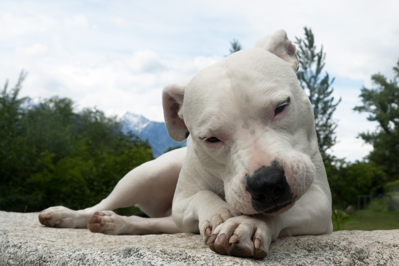 דוגו ארגנטינו – Dogo Argentino
