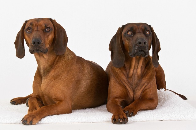 צייד הרים בווארי – Bavarian Mountain Hound