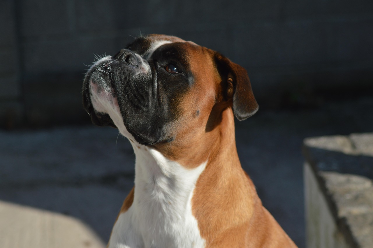 בוקסר – Boxer