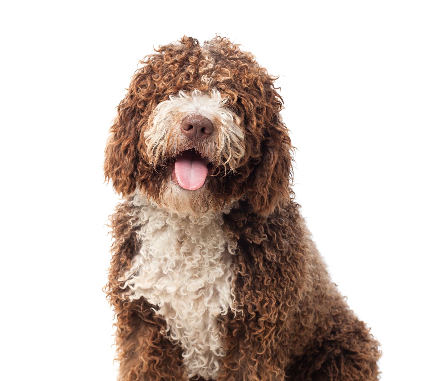ברבט – French Water Dog