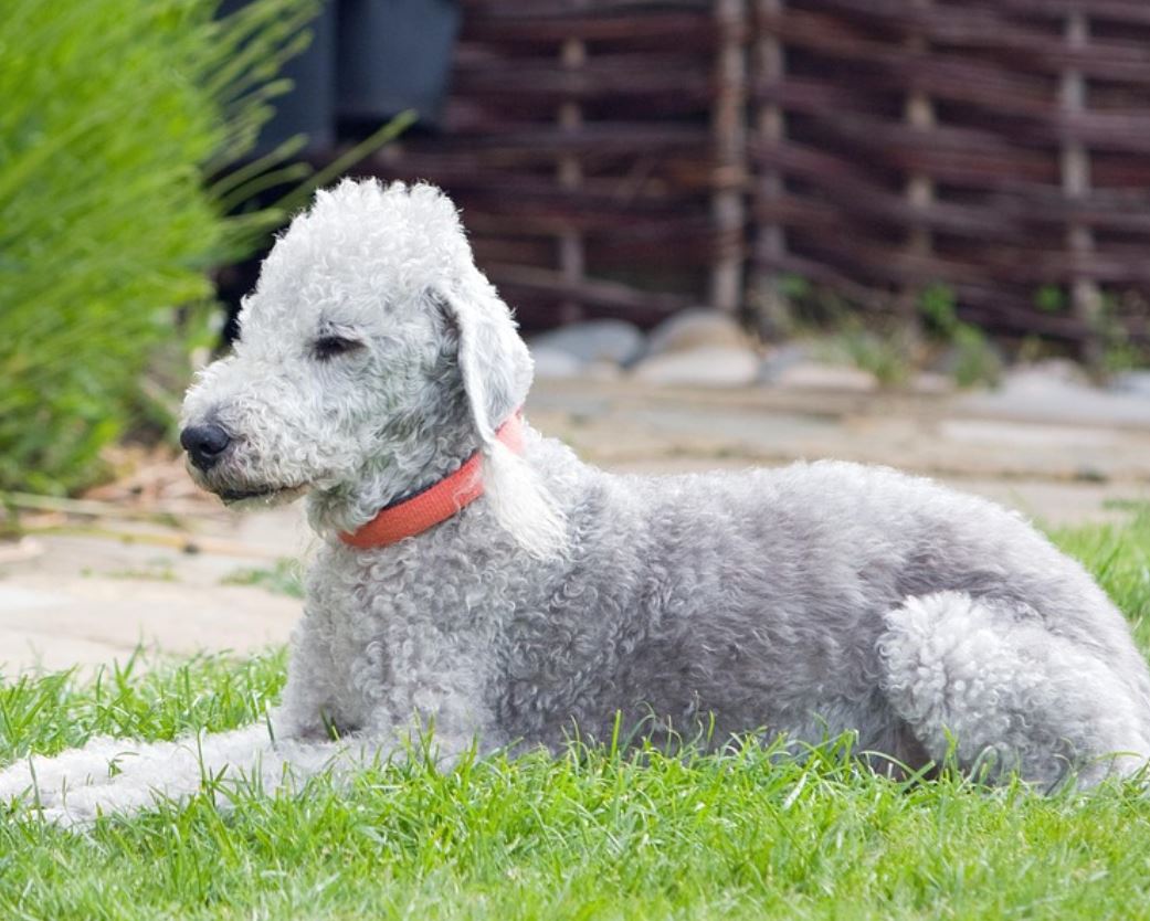 בדלינגטון טרייר – Bedlington Terrier