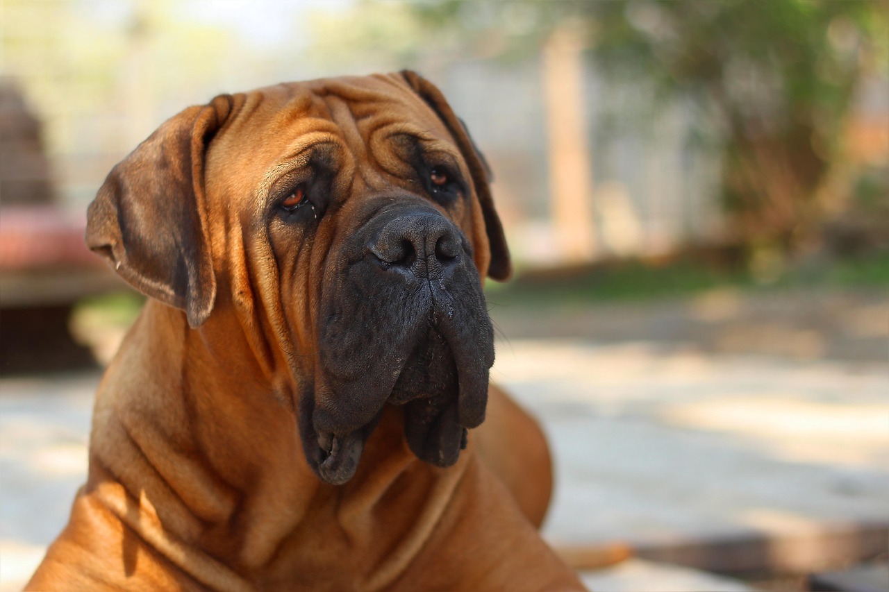 מסטיף דרום אפריקאי (בורבול) – Boerboel