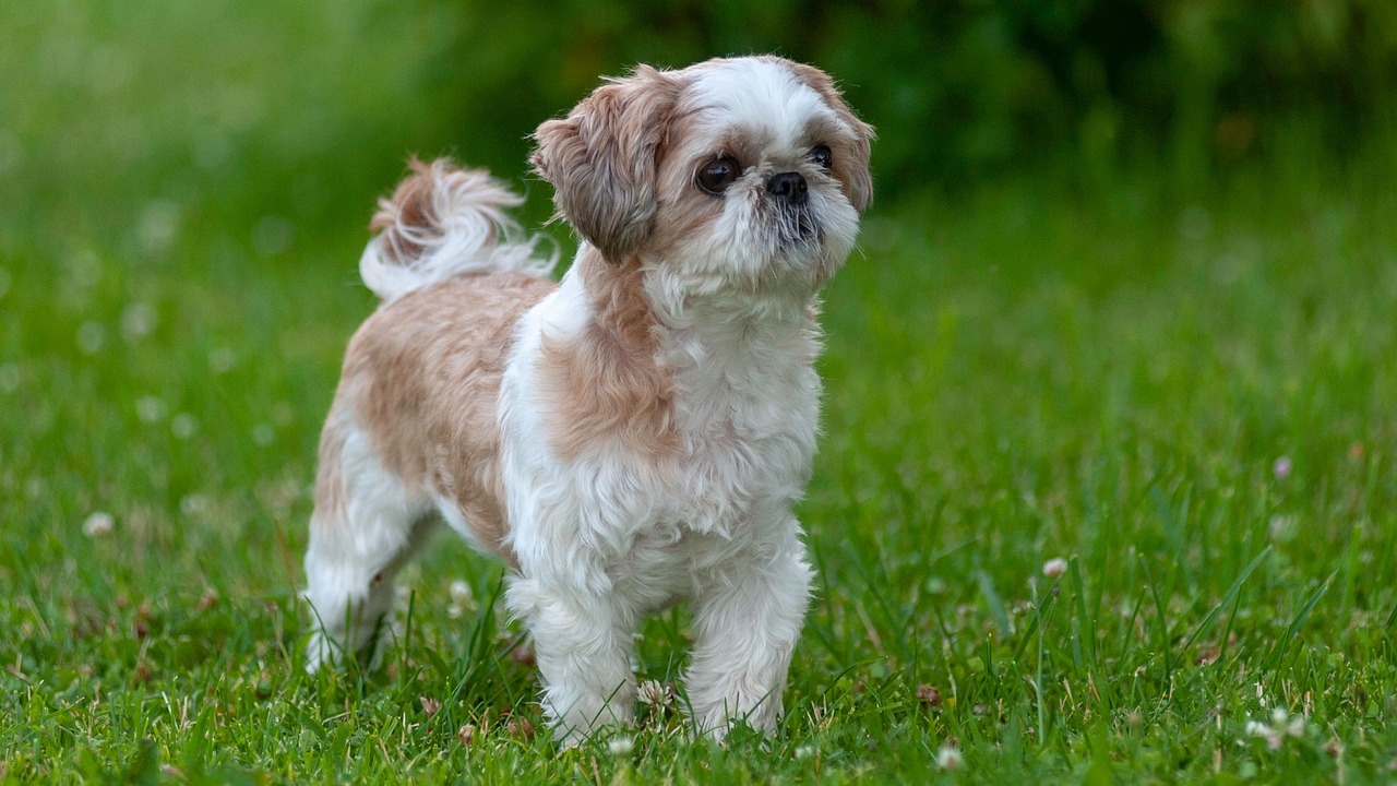 שיצו – Shih Tzu