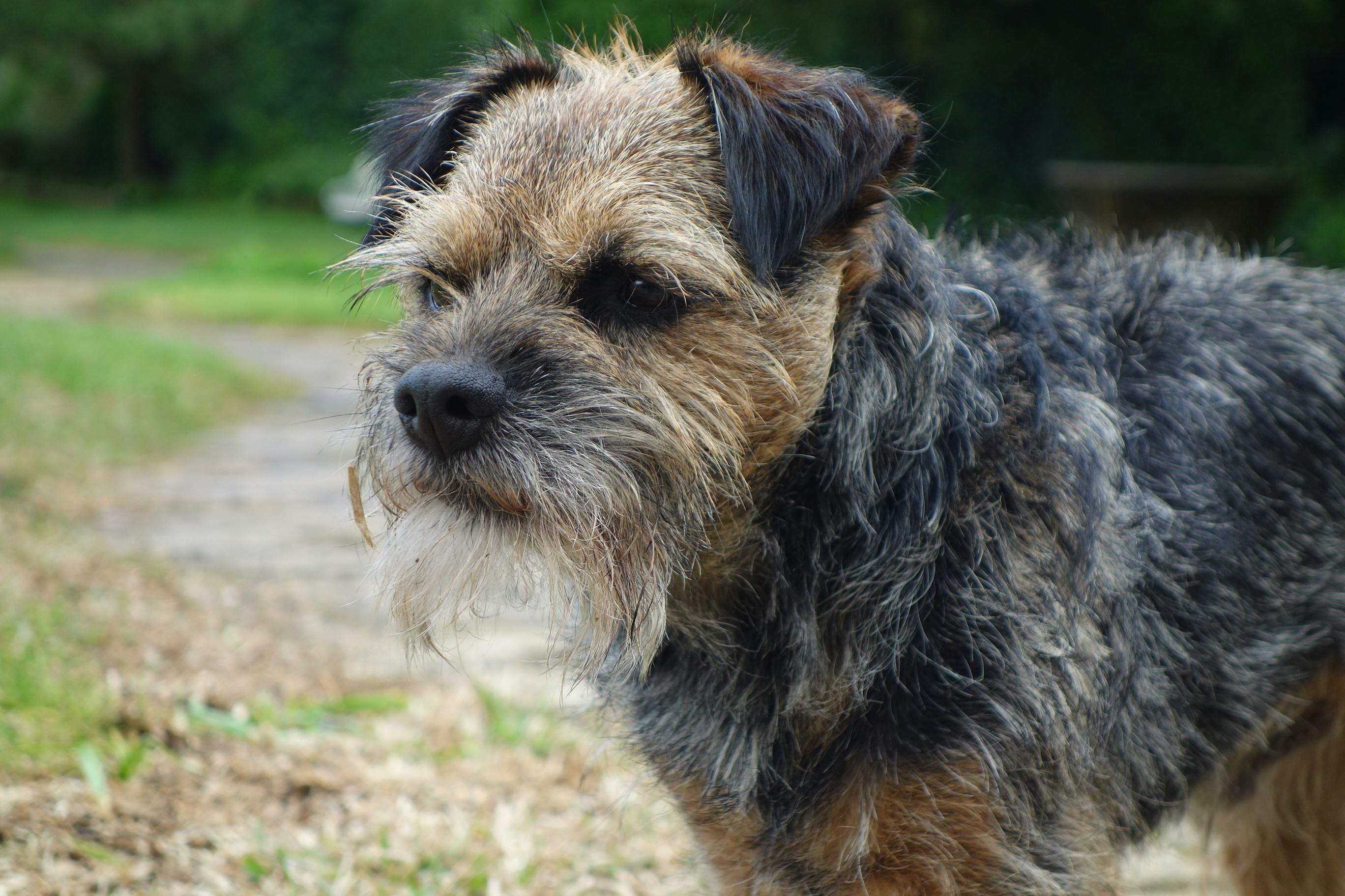 בורדר טרייר – Border Terrier