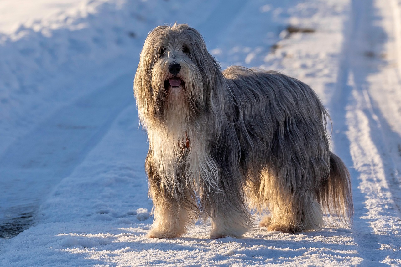 בירדד קולי – Bearded Collie