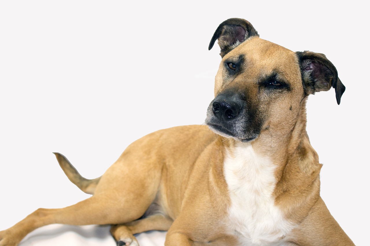 כלב שחור פה – Black Mouth Cur