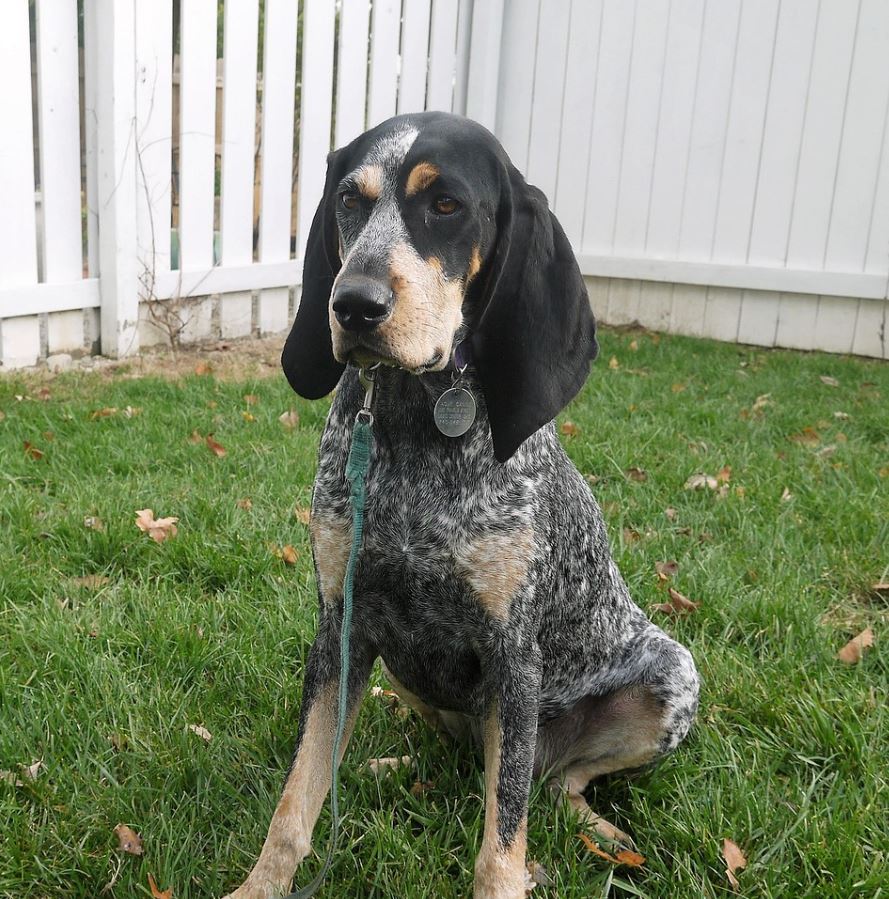 בלוטיק קונהאונד – Bluetick Coonhound