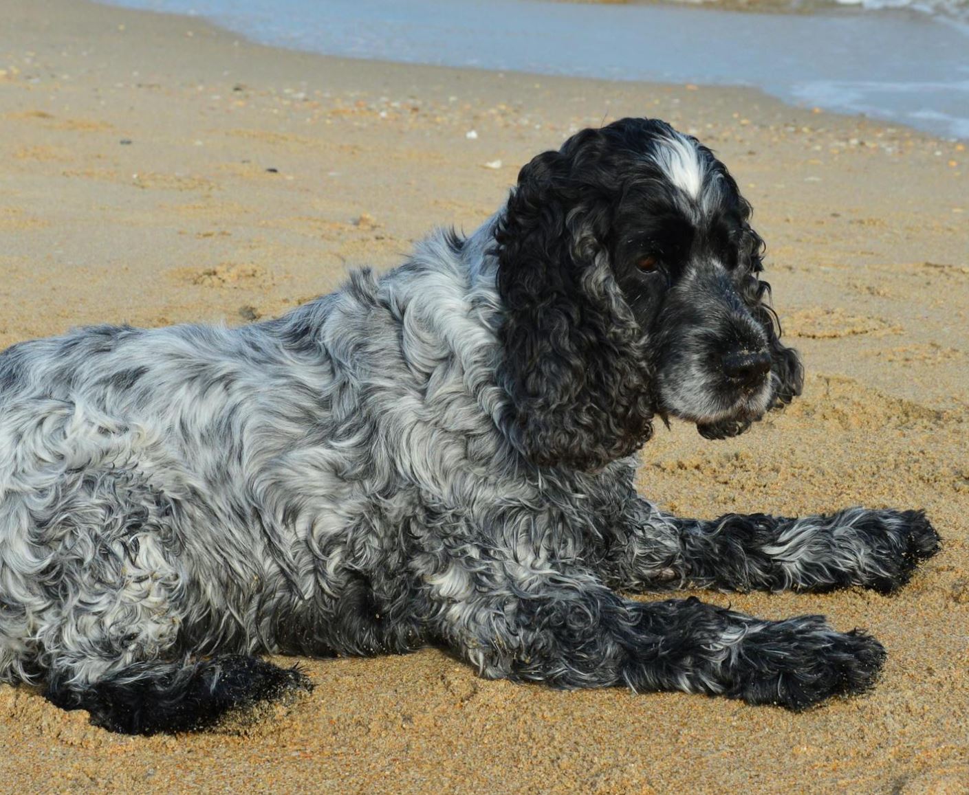 ספניאל פיקרדי כחול – Blue Picardy Spaniel