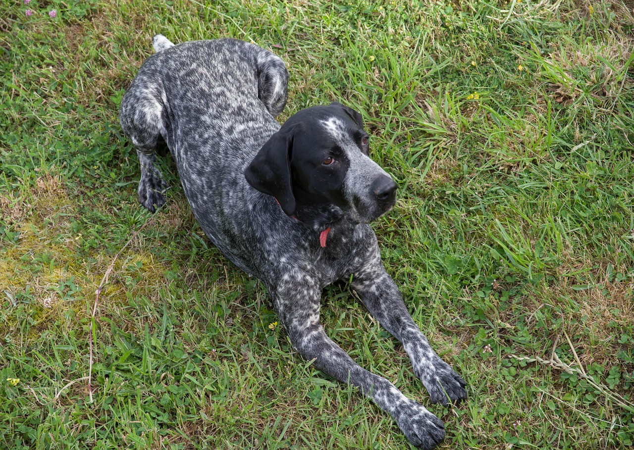 פוינטר אוברן – Auvergne Pointer