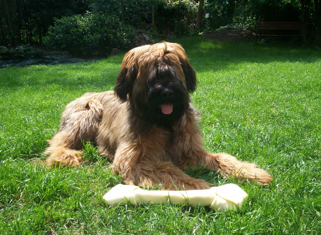 בריארד – Briard