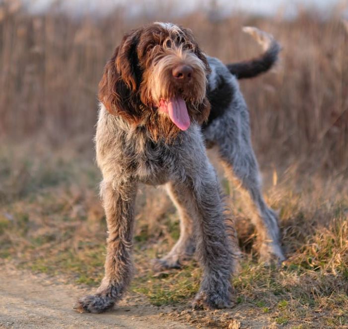 פוינטר גרמני זיפי שיער – German Wirehaired Pointer