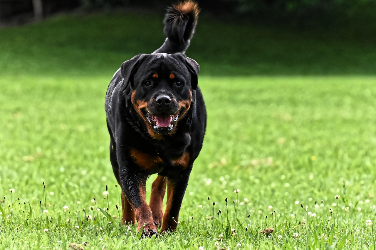 רוטוויילר – Rottweiler
