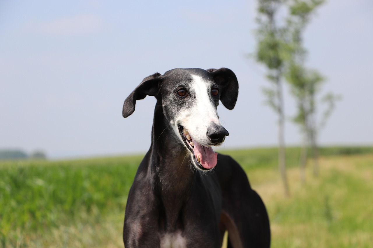 גלגו ספרדי – Spanish Greyhound