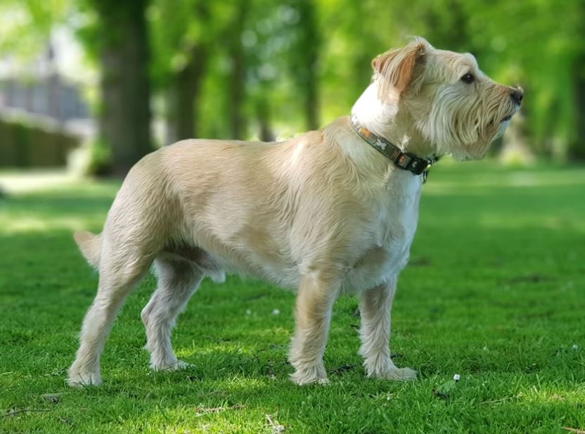 גלן אוף ימאאל טרייר – Glen of Imaal Terrier