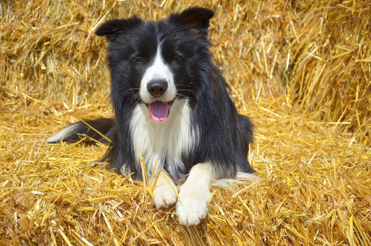 בורדר קולי – Border Collie