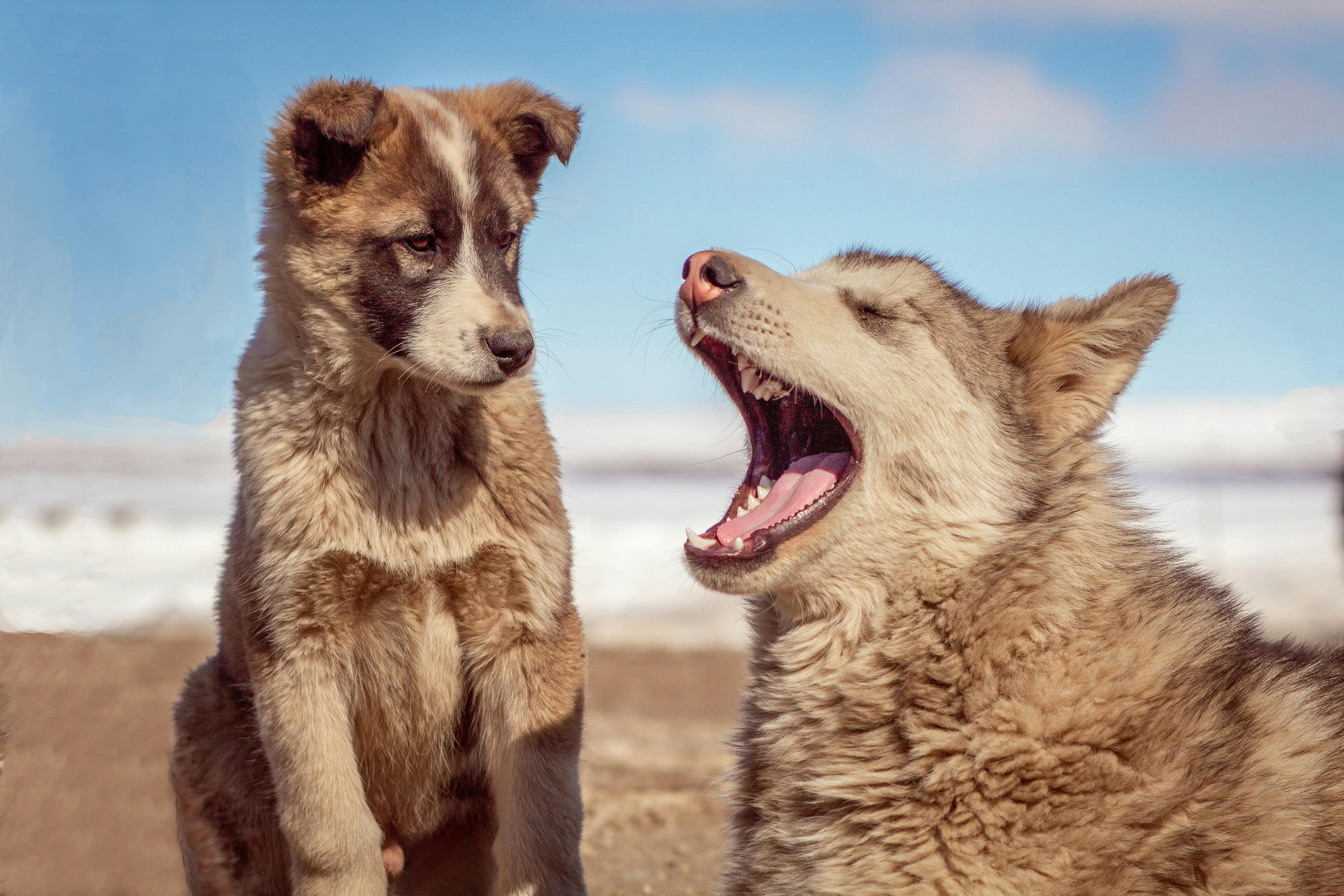 כלב גרינלנדי – Greenland Dog