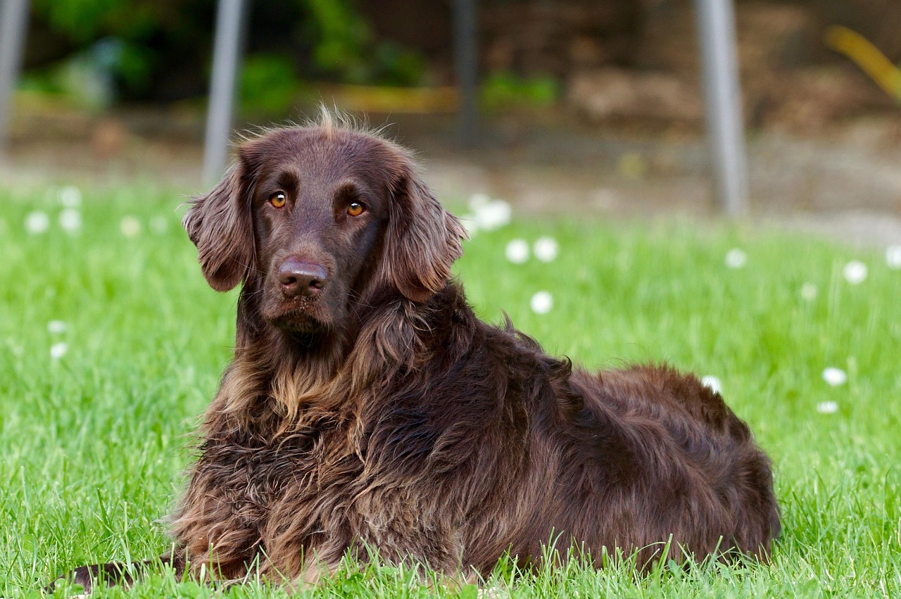 פוינטר גרמני ארוך שיער – German Longhaired Pointer