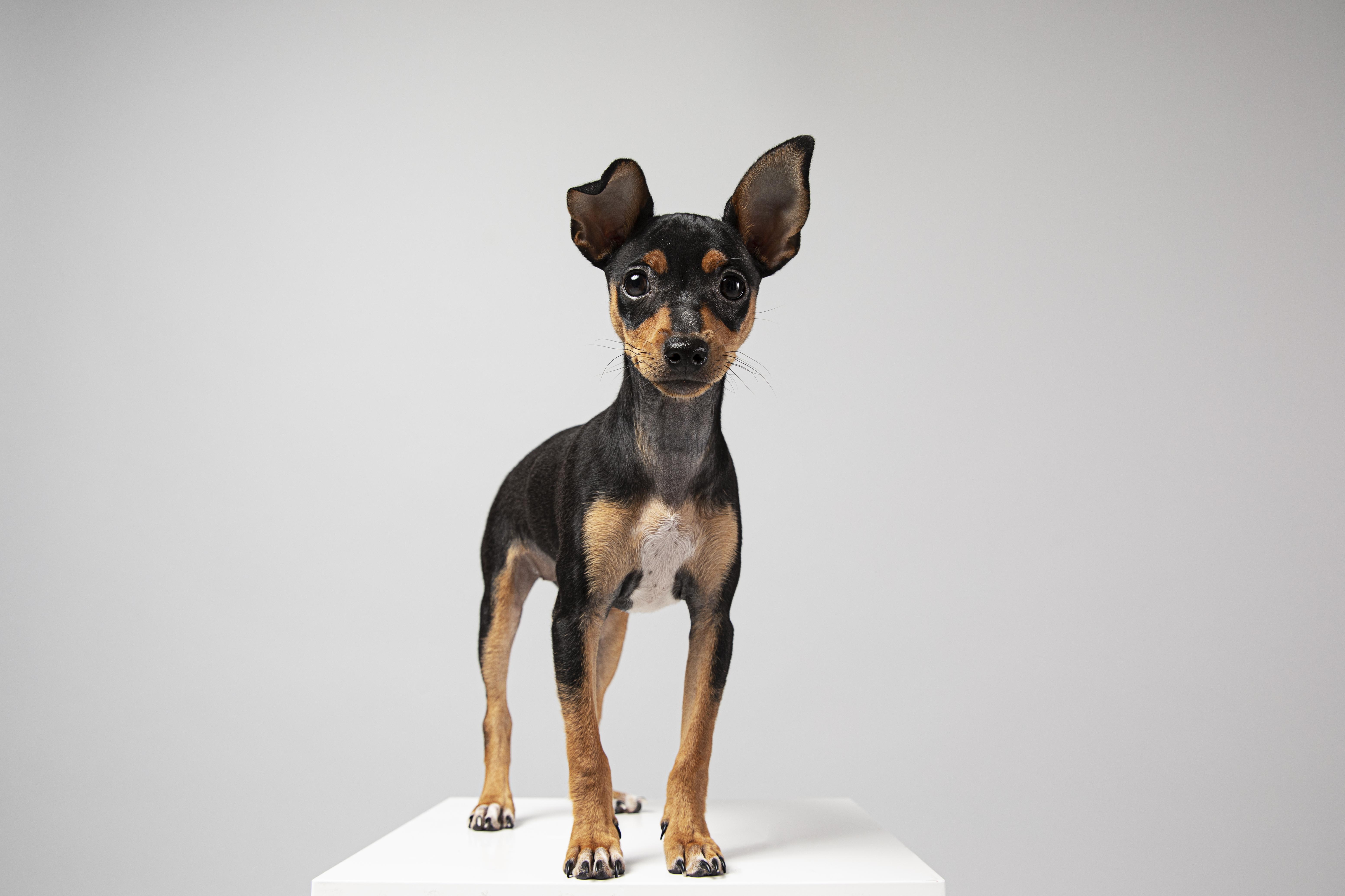 פינצ'ר גרמני – German Pinscher
