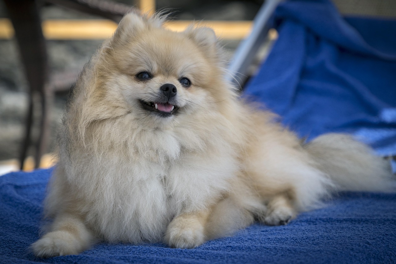 שפיץ גרמני – German Spitz (Medium/Miniature)