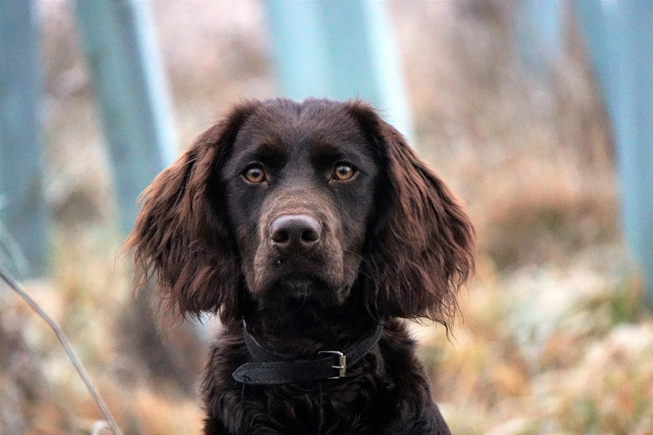 ספניאל גרמני – German Spaniel