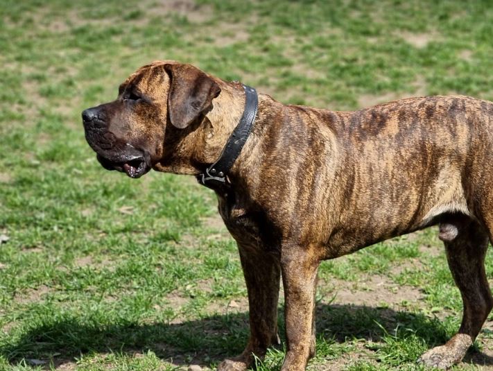 דוגו קאנריו (פרסה קנריו) – Perro de Presa Canario