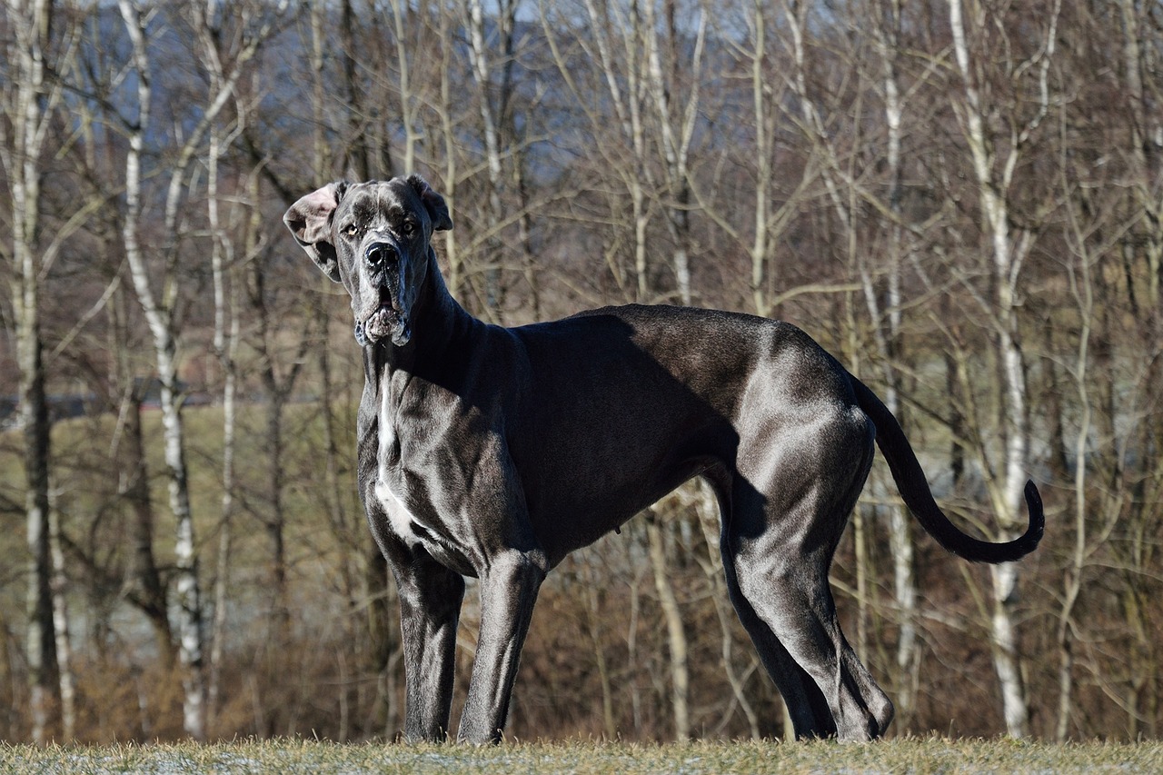 דני ענק – Great Dane